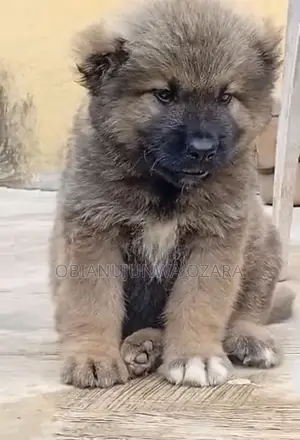1-3 months Male Purebred Caucasian Shepherd