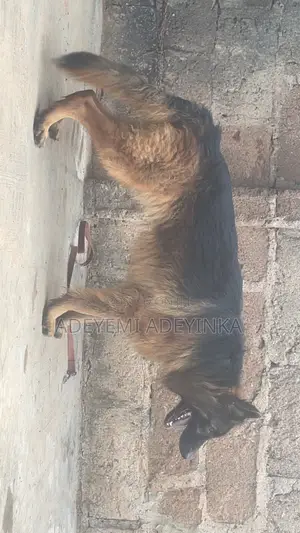 1+ year Male Purebred German Shepherd