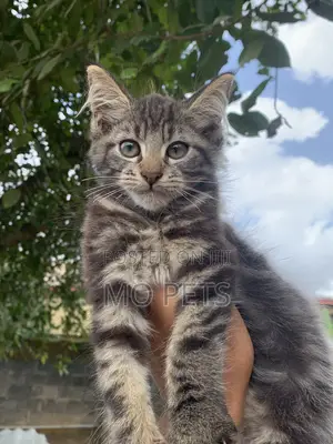 1-3 months Male Purebred Maine Coon