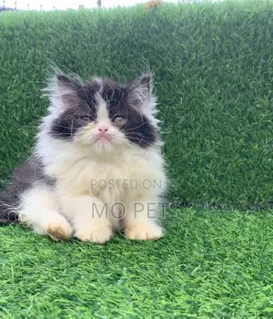 1-3 months Male Purebred Persian