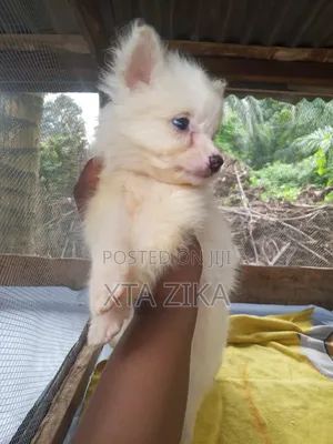 1-3 months Female Purebred American Eskimo