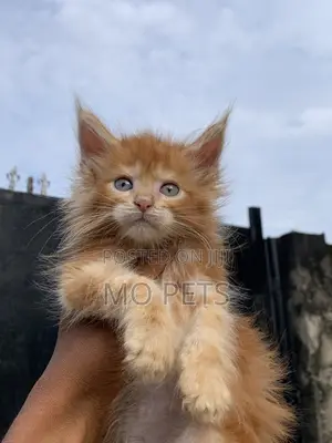 1-3 months Male Purebred Maine Coon