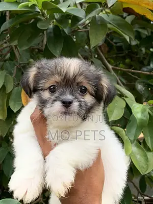 1-3 months Male Purebred Lhasa Apso