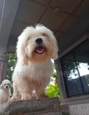 1+ year Female Purebred Lhasa Apso