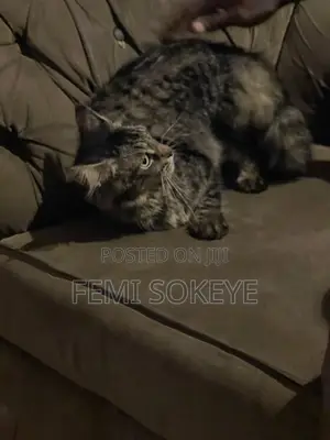 6-12 months Female Purebred Maine Coon