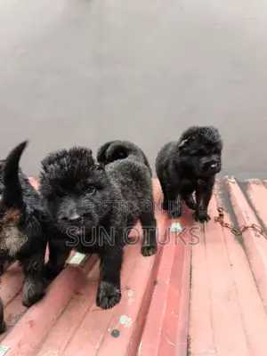 0-1 month Male Purebred Caucasian Shepherd