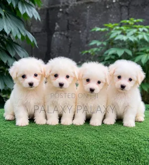 1-3 months Female Purebred American Eskimo