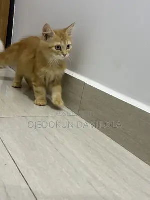 1-3 months Male Purebred Persian