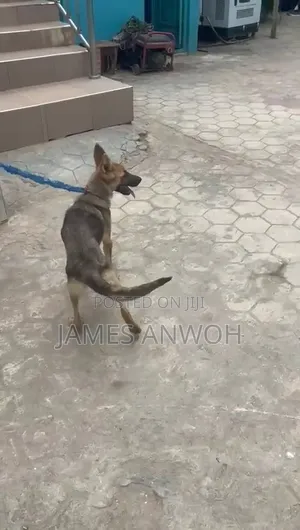 3-6 months Female Purebred German Shepherd