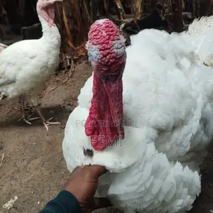 Turkeys (Make Turkeys)