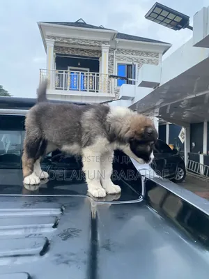 1-3 months Female Purebred Caucasian Shepherd