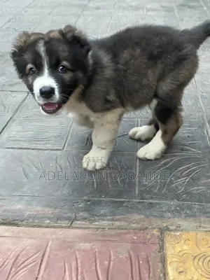 1-3 months Female Purebred Caucasian Shepherd