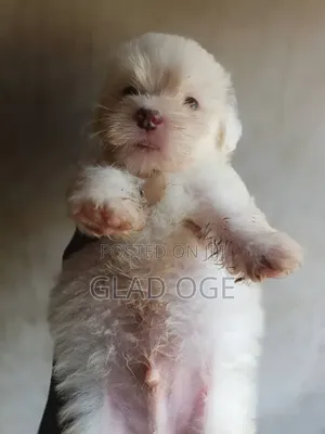 1-3 months Female Purebred Lhasa Apso