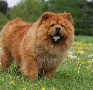 1-3 months Male Purebred Chow Chow
