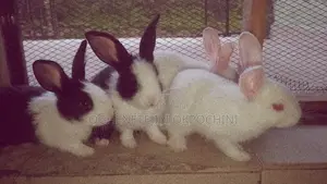 Rabbit for Sale