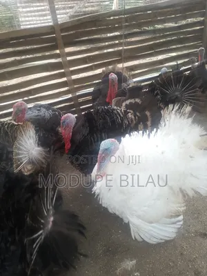 Mature Turkeys