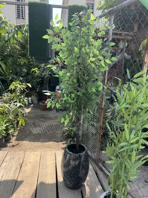 Artificial Green Ficus and Black Vase