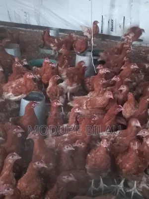Point of Cage and Point of Lay Pullets