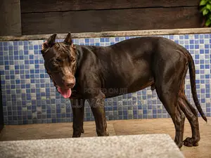 3-6 months Male Purebred American Pit Bull Terrier