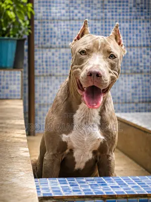 3-6 months Male Mixed Breed American Pit Bull Terrier