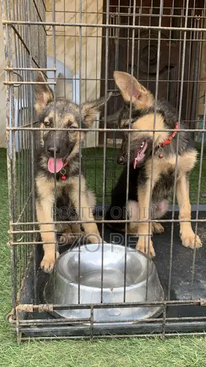 1-3 months Female Purebred German Shepherd