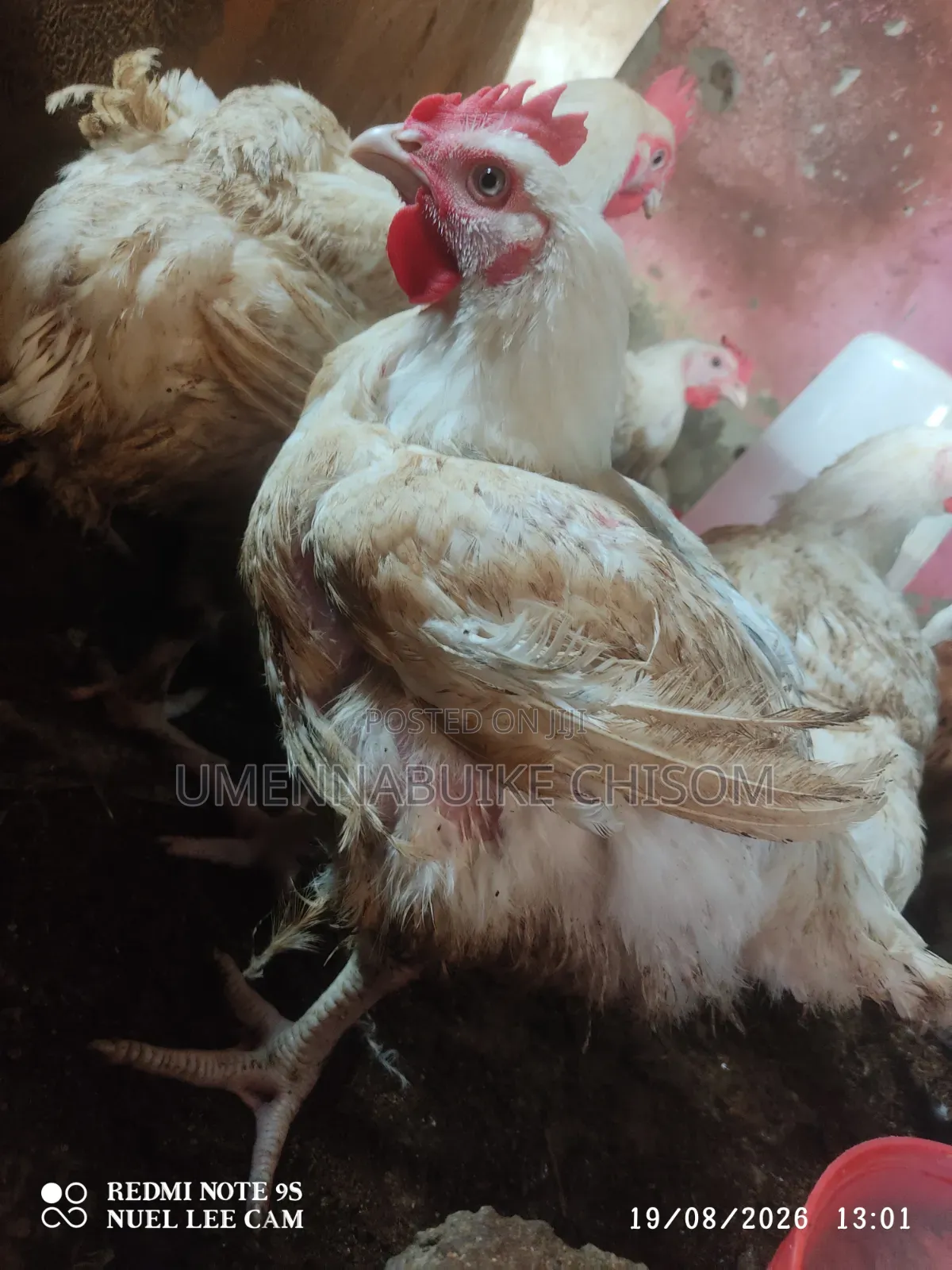 Matured Broilers