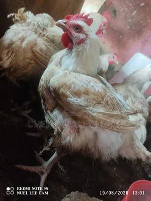 Matured Broilers