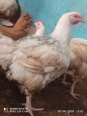 Matured Broilers
