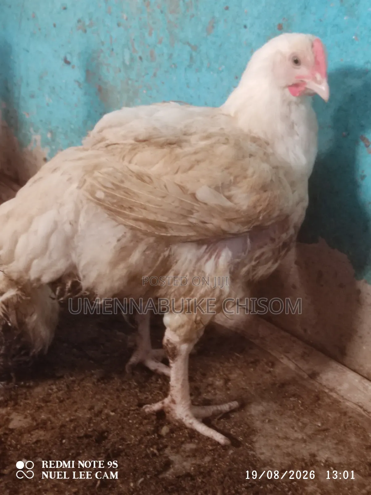 Matured Broilers