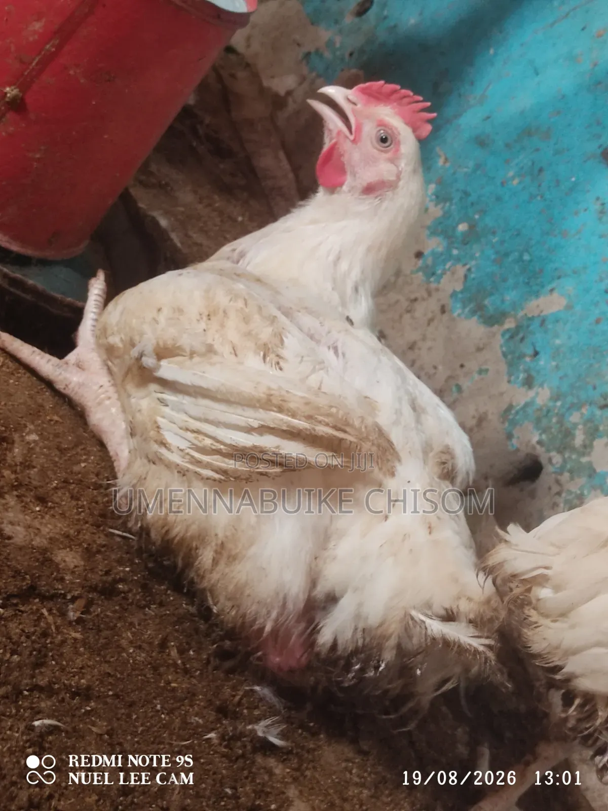 Matured Broilers