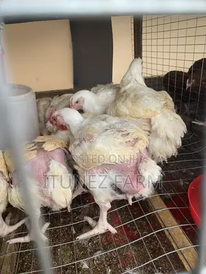 Massive 8 Above Week Broiler