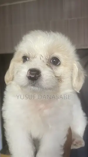 1-3 months Male Purebred Lhasa Apso
