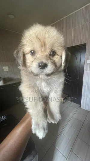 1-3 months Female Purebred Lhasa Apso