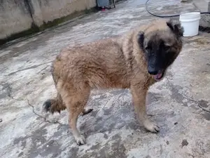 1+ year Female Mixed Breed Caucasian Shepherd