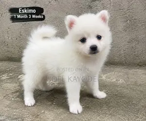 1-3 months Male Purebred American Eskimo