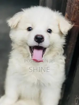 1-3 months Male Purebred American Eskimo