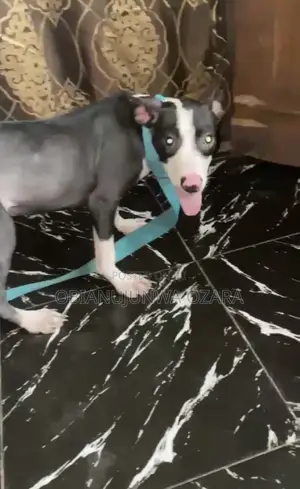 3-6 months Male Purebred American Pit Bull Terrier