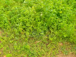 450sqm. Residential Land for Sale in Kubwa District. Abuja - Nigeria