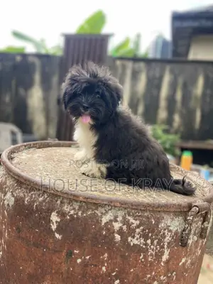 3-6 months Male Purebred Lhasa Apso
