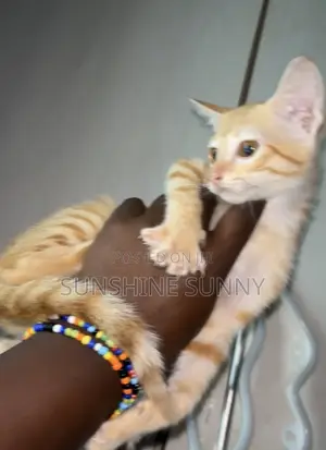 1-3 months Female Purebred American Shorthair