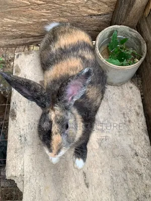 Rabbits Available in Different Breed