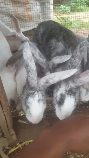 Rabbits Available in Different Breed