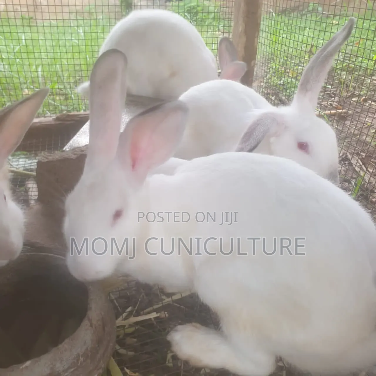Rabbits Available in Different Breed