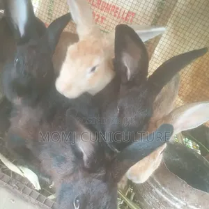 Rabbits Available in Different Breed