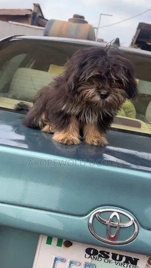3-6 months Male Purebred Lhasa Apso