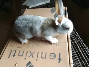 Healthy and Strong Rabbit for Sell