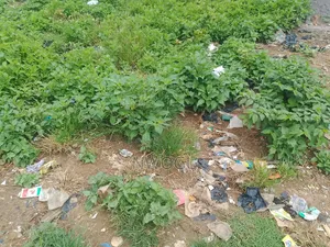 2 Hectares of Jv Land at Kaura