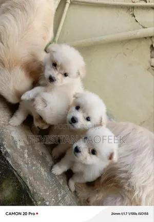 1-3 months Male Purebred American Eskimo