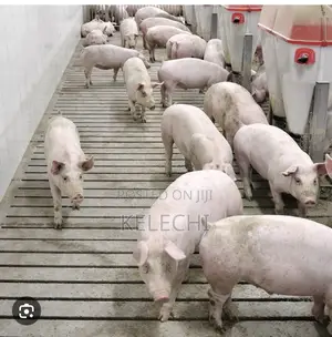 Pigs for Sale Near Owerri