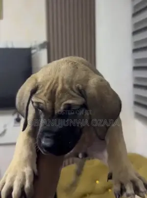 1-3 months Female Purebred Boerboel